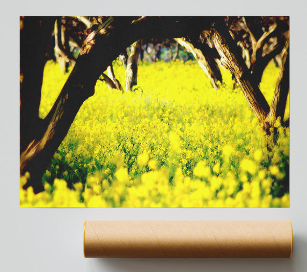 Orchard Sun Beam Giclee Print