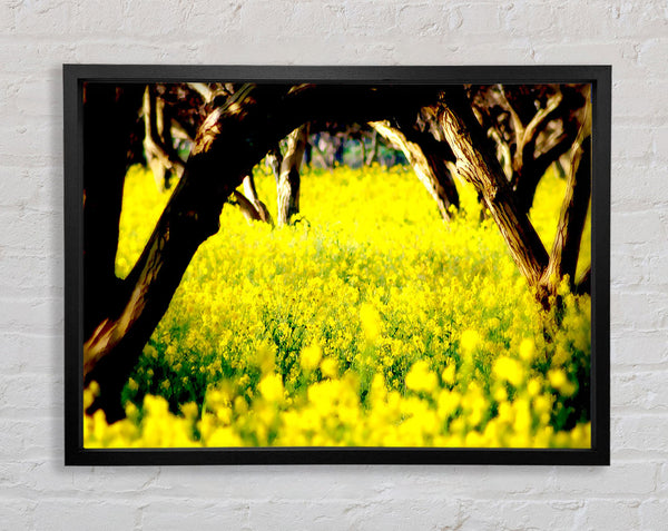 Orchard Sun Beam Framed Print