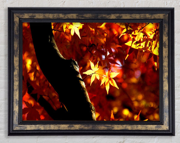 Tree Trunk Autumn Framed Print