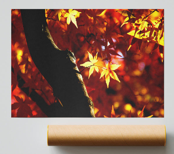 Tree Trunk Autumn Poster