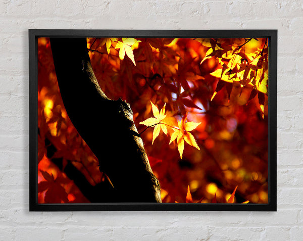 Tree Trunk Autumn Framed Print