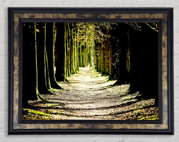 Tree Lined Path Framed Print