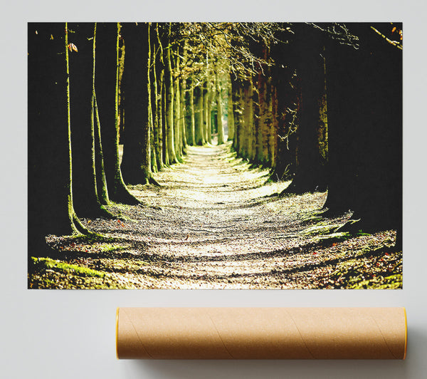 Tree Lined Path Giclee Print