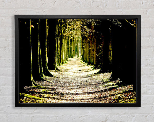 Tree Lined Path Framed Print