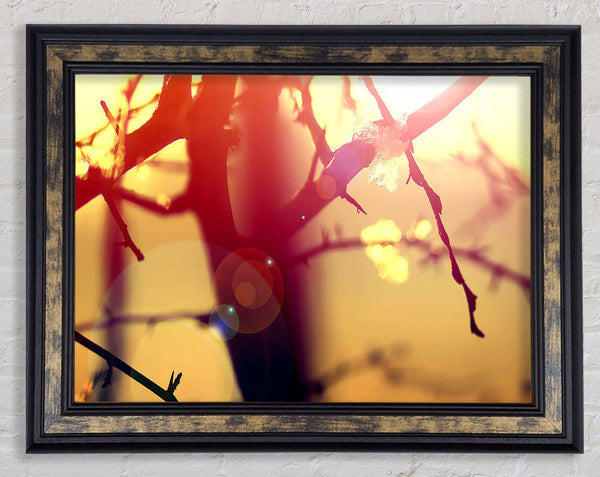Winter Sunlight Framed Print