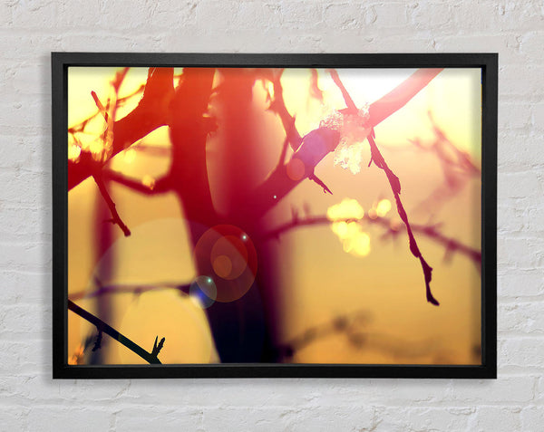Winter Sunlight Framed Print