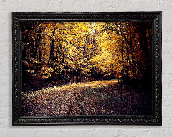 Forest Road Framed Print