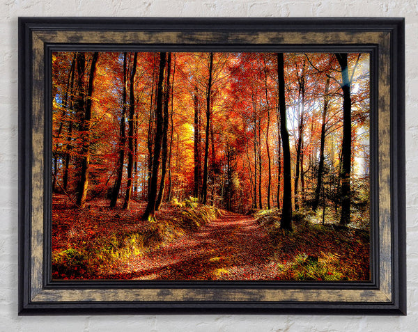 Fall Forest Path Framed Print