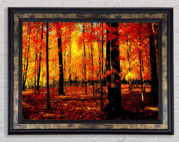 In The Depth Of The Orange Forest Framed Print