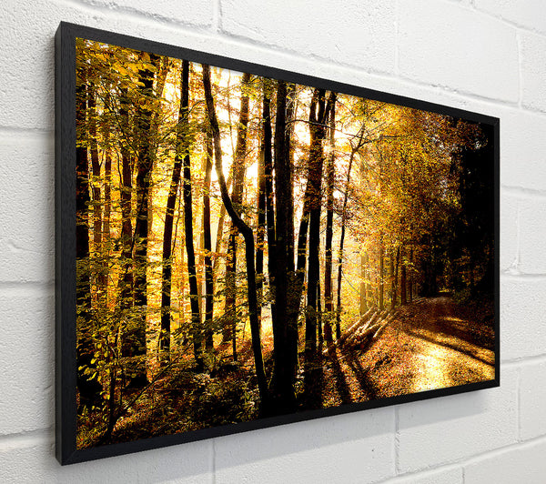 Beautiful Forest Road Autumn