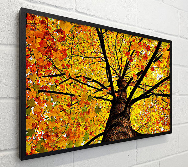 Yellow Autumn Tree