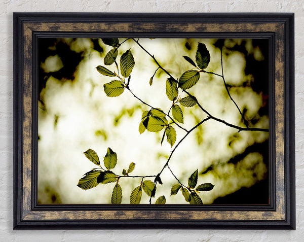 Twigs With Green Leaves Framed Print