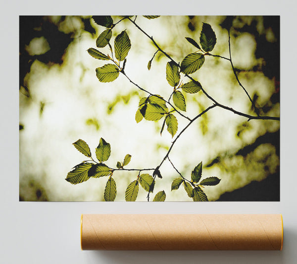Twigs With Green Leaves Giclee Print