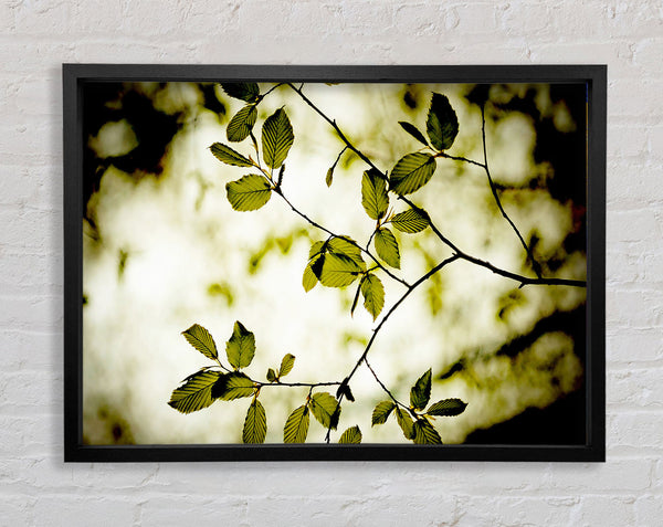 Twigs With Green Leaves Framed Print