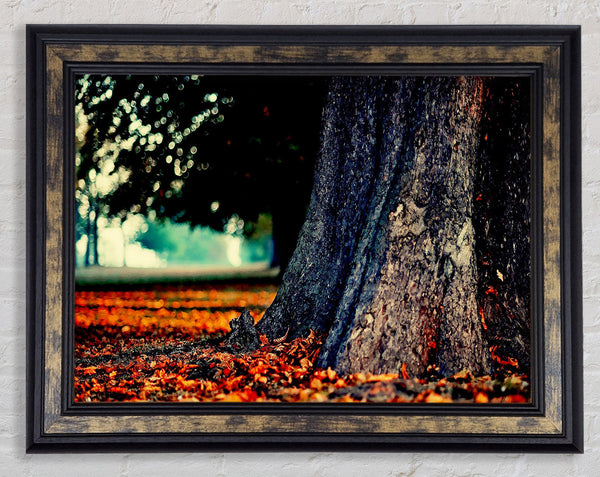 Tree Trunk In Autumn Framed Print