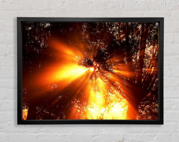Sun Blaze Above The Winter Tree Framed Print