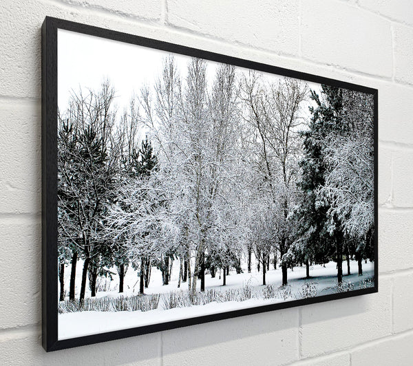Winter In The Snow Forest