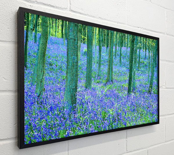 Bluebells In The Forest