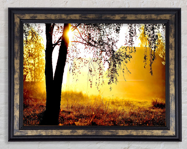 Sunlight Through The Tree Framed Print