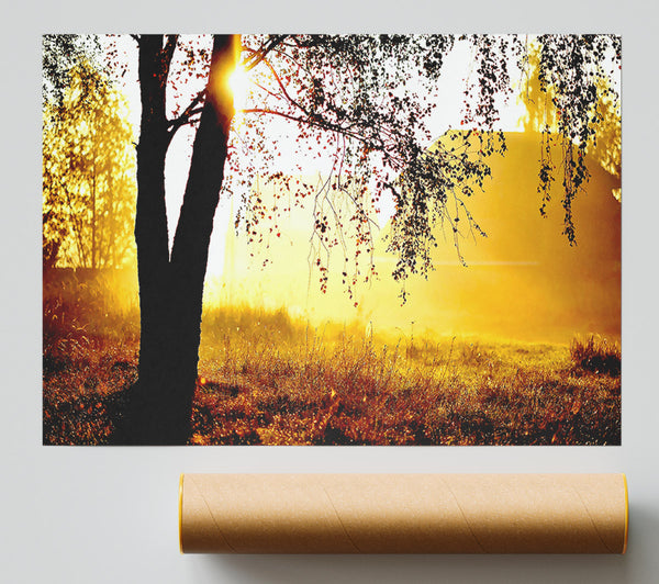 Sunlight Through The Tree Print