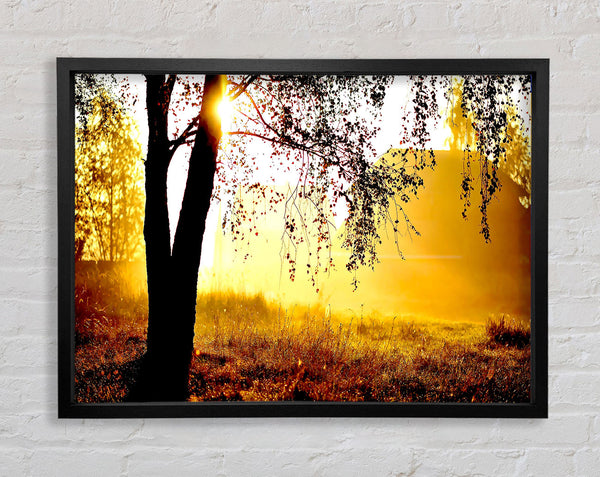 Sunlight Through The Tree Framed Print