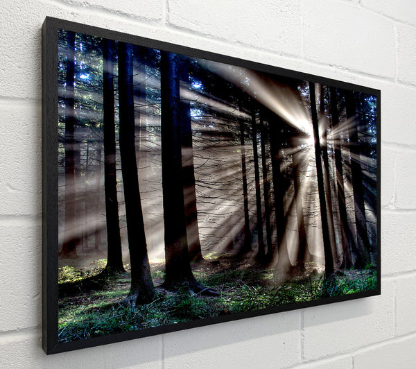 Morning Sun Rays Forest