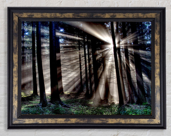 Morning Sun Rays Forest Framed Print
