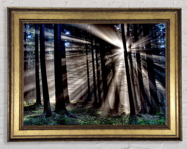 Morning Sun Rays Forest Framed Print