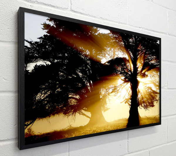 Trees With Sunlight