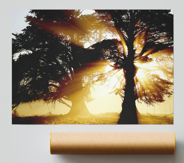 Trees With Sunlight Print
