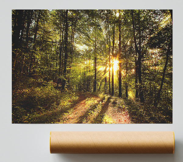 Forest In Late Afternoon Giclee Print