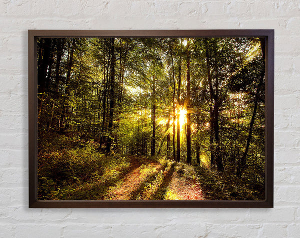 Forest In Late Afternoon Framed Print