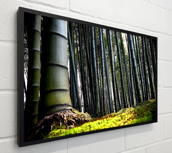 Huge Bamboo Forest