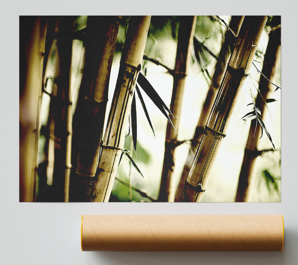 Bamboo Stalks Poster
