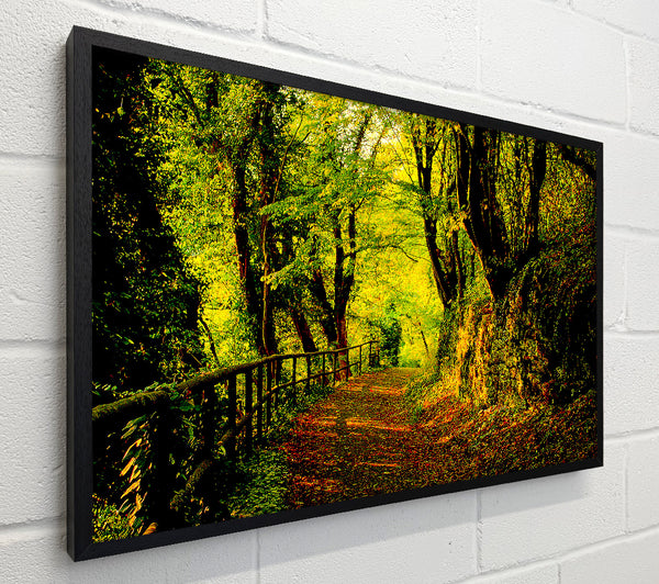 Forest Walking Path