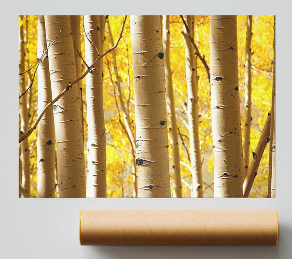 Birch Trees Poster