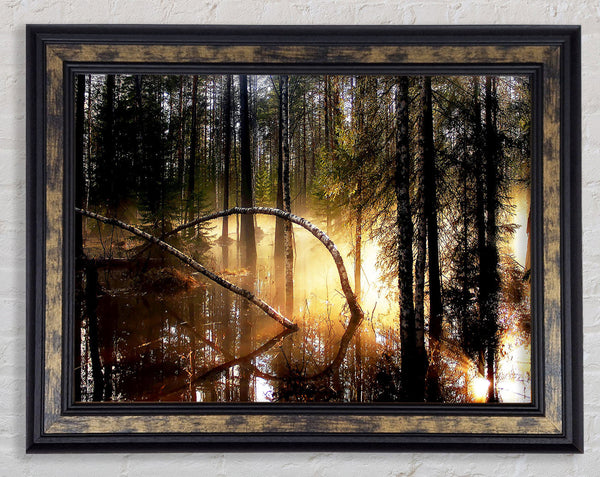Swamp Forest Morning Mist Framed Print