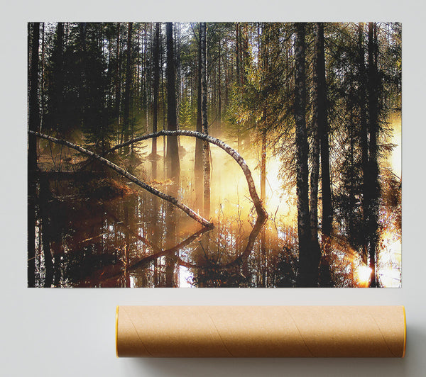 Swamp Forest Morning Mist Giclee Print