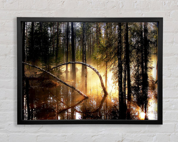 Swamp Forest Morning Mist Framed Print