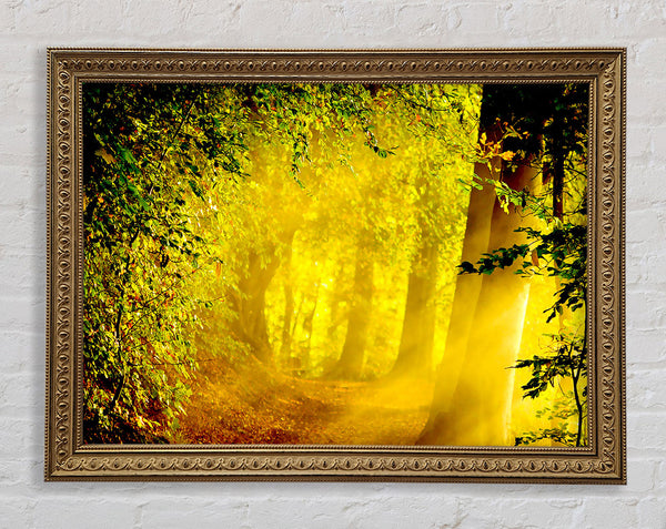 Enchanted Forest Framed Print