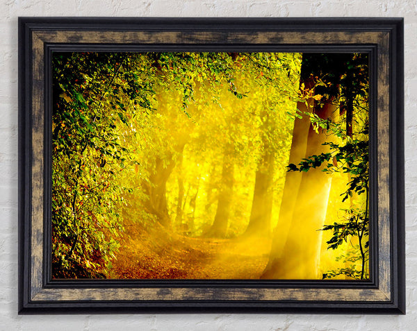 Enchanted Forest Framed Print