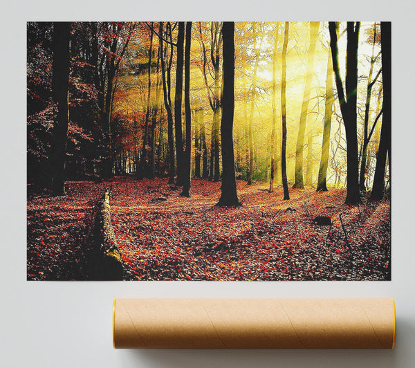 Sunlight Through The Trees In The Forest Giclee Print