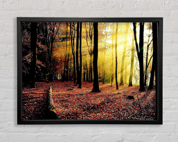 Sunlight Through The Trees In The Forest Framed Print