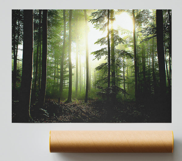 Coniferous Forest Poster