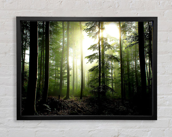 Coniferous Forest Framed Print