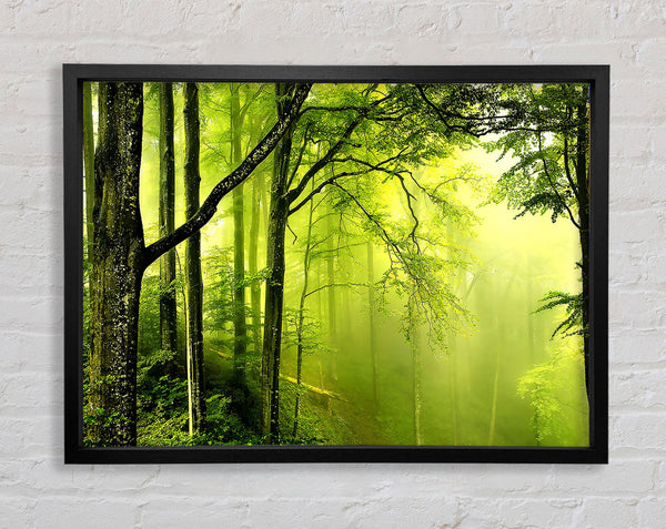 Beautiful Green Forest Framed Print