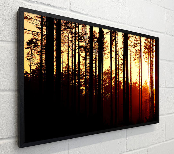 Forest Sunset