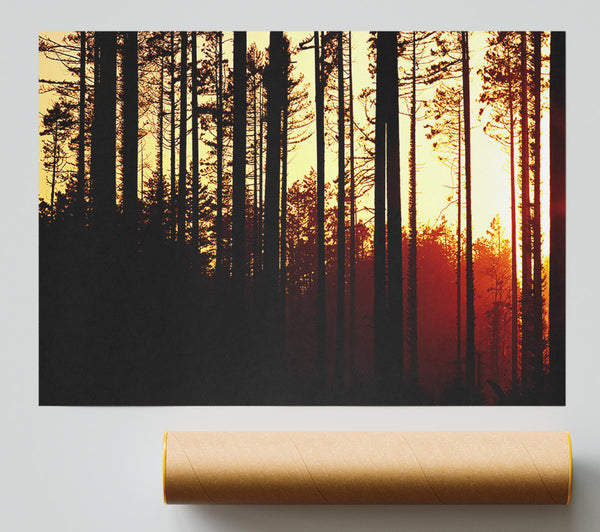 Forest Sunset Poster