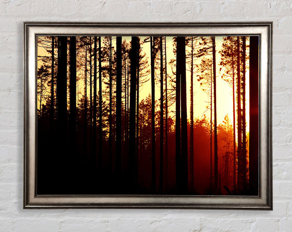 Forest Sunset Framed Print