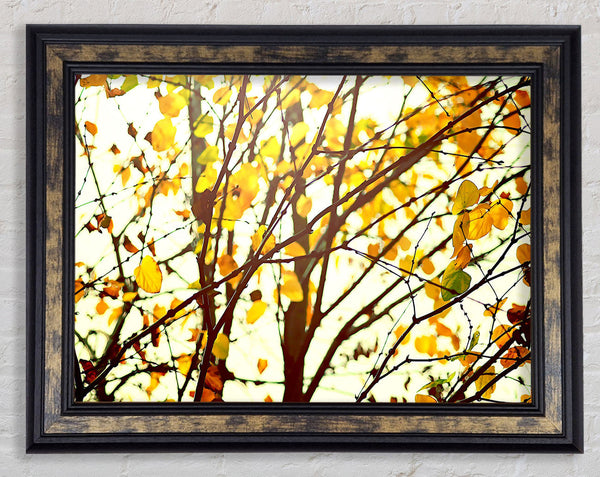 Light In The Forest Framed Print